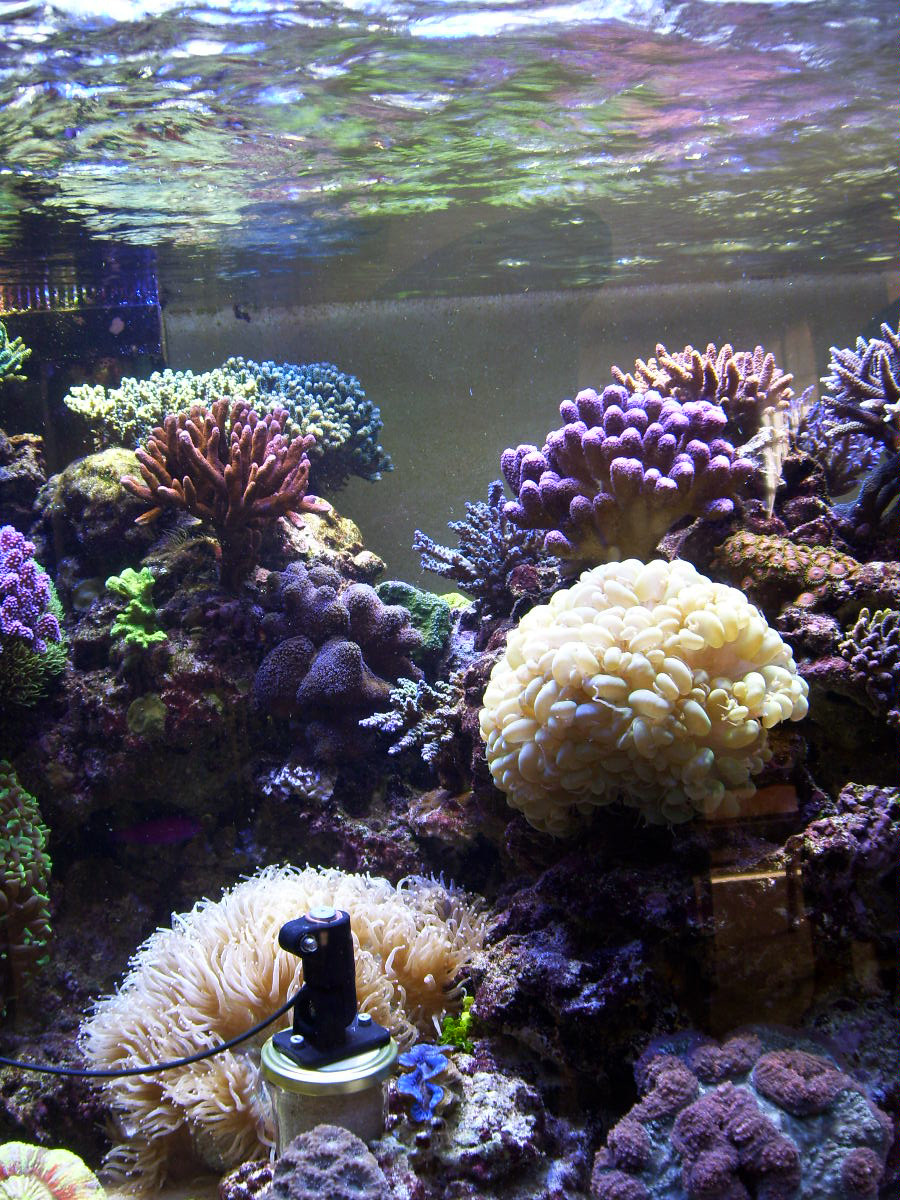 eclairage aquarium led