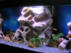 Rampe LED aquarium plant